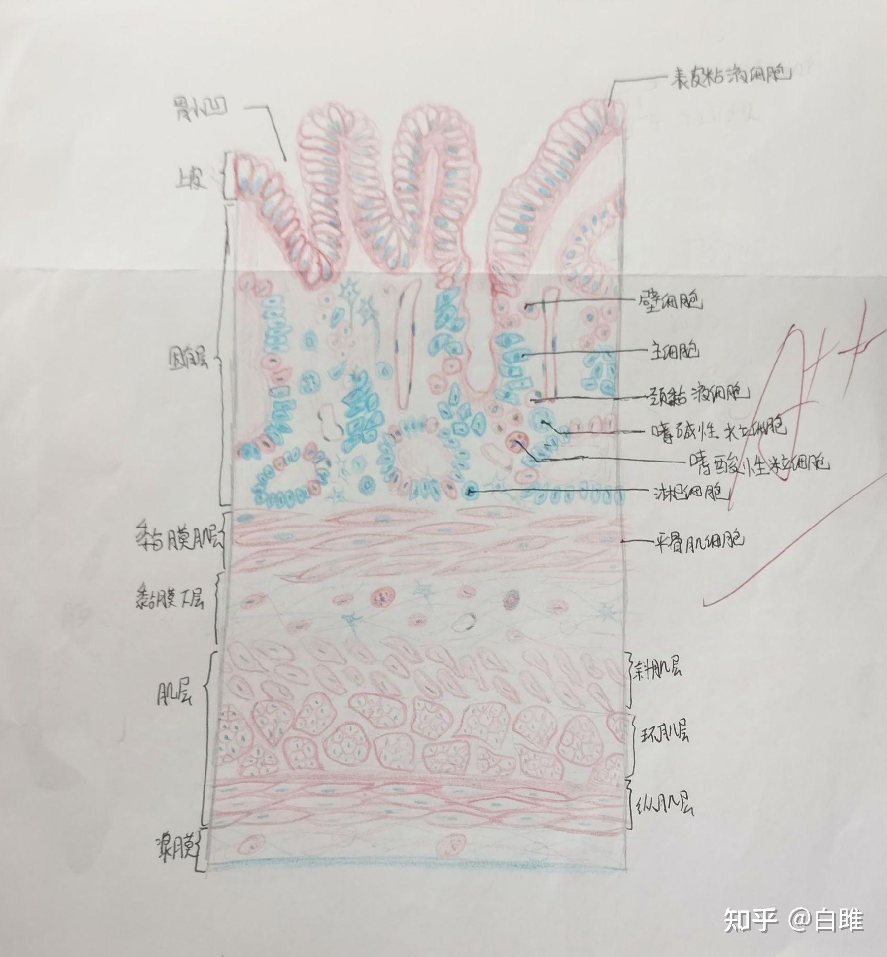 胃的六层,复层扁平上皮,变移上皮,单层柱状上皮,假复层纤毛状柱上皮