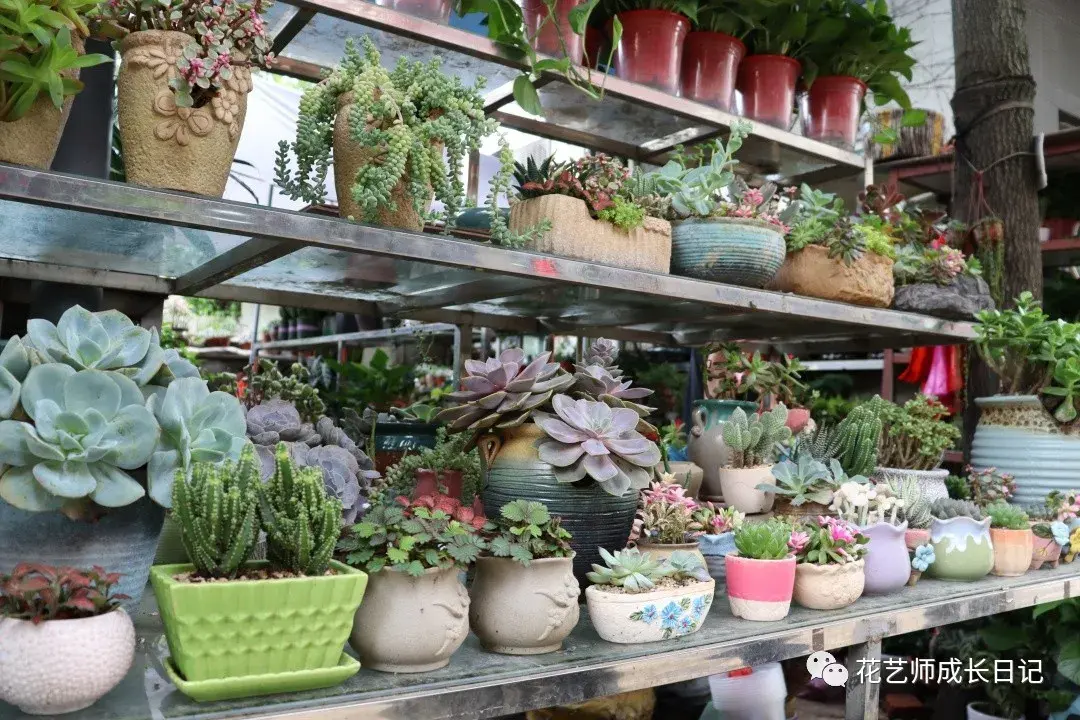 那夏の探访之旅vol1探秘合肥裕丰花市一个人逛花市真的是一件很治愈的