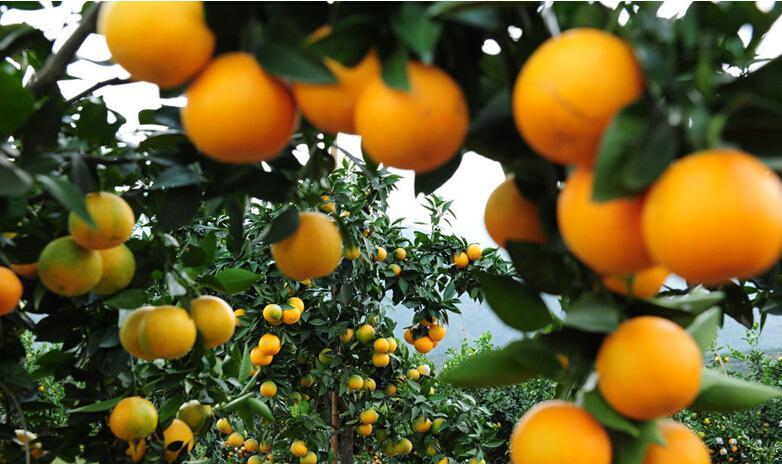 橙子功效与作用季节 v2-3c3bfd747e7ad5766f0b03f24584b206_1440w.jpg?source=172ae18b