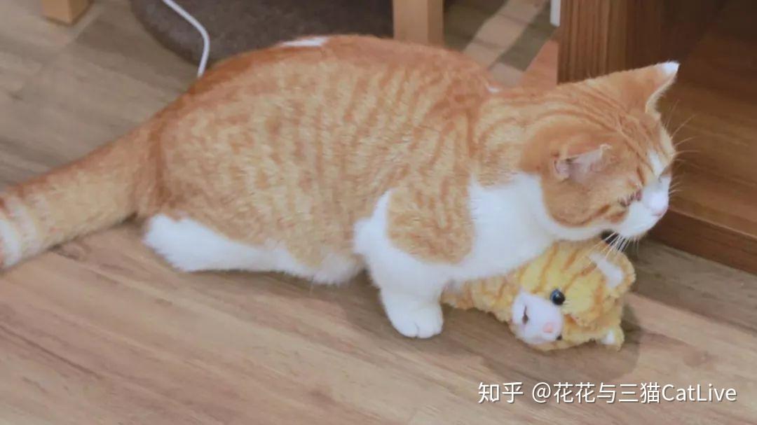 猫咪发情的几种表现 - 知乎