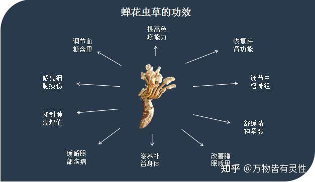 虫草的强大功效：探索其对健康和保健的惊人益处 (虫草的强大功效与作用)