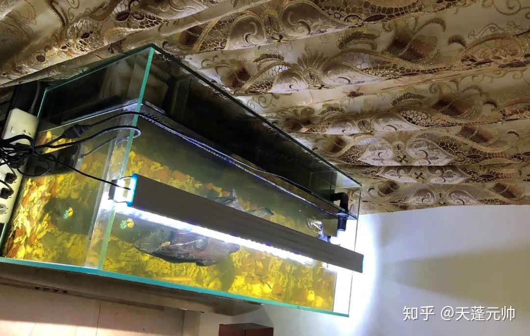 养龟配套几种鱼缸龟缸过滤方式介绍