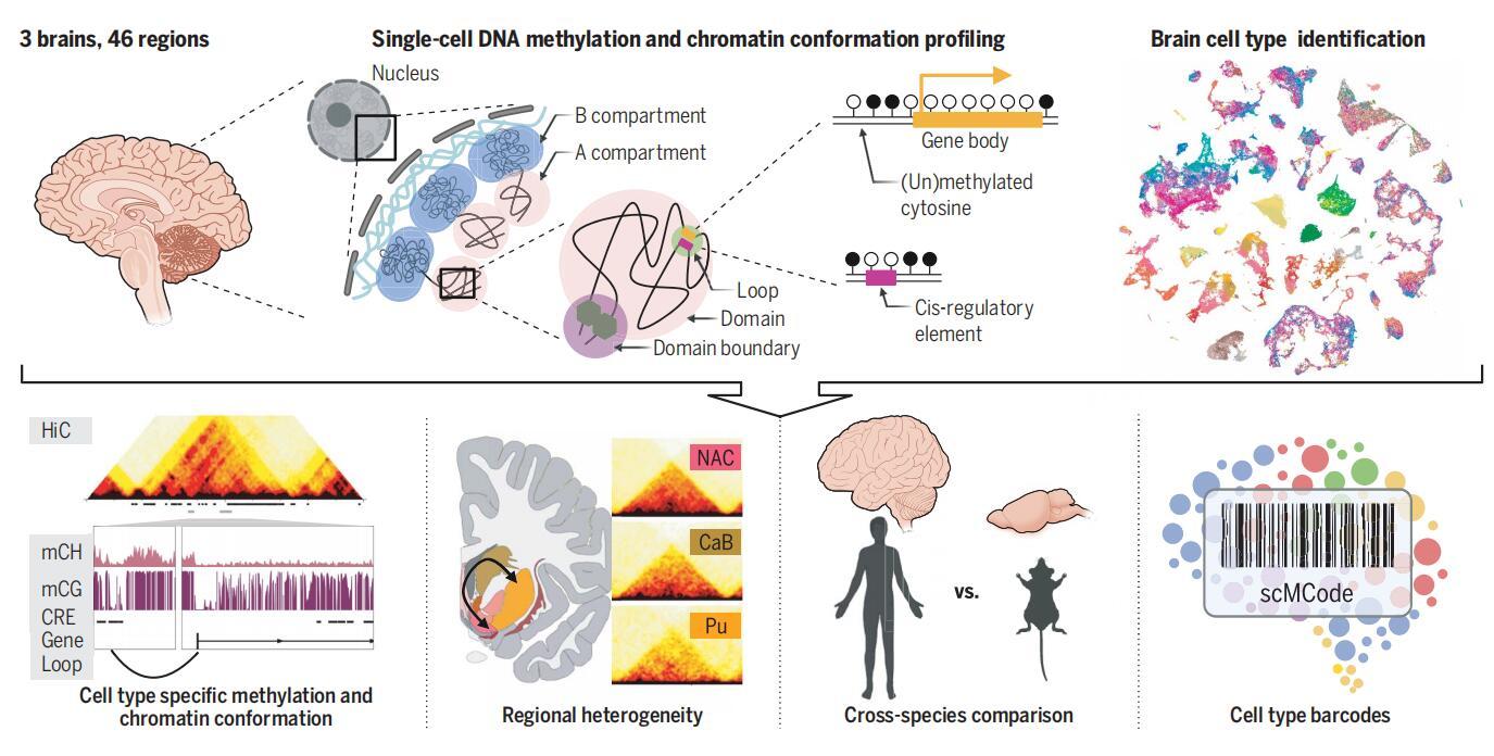 Science | Salk研究所：基于表观组的脑细胞分类和三维基因组结构分析 - 知乎