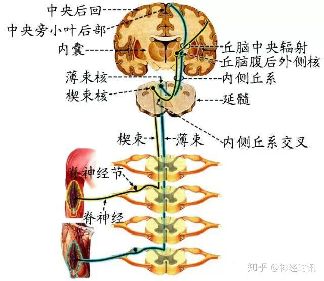 脑和脊髓的传导通路（科普） - 知乎