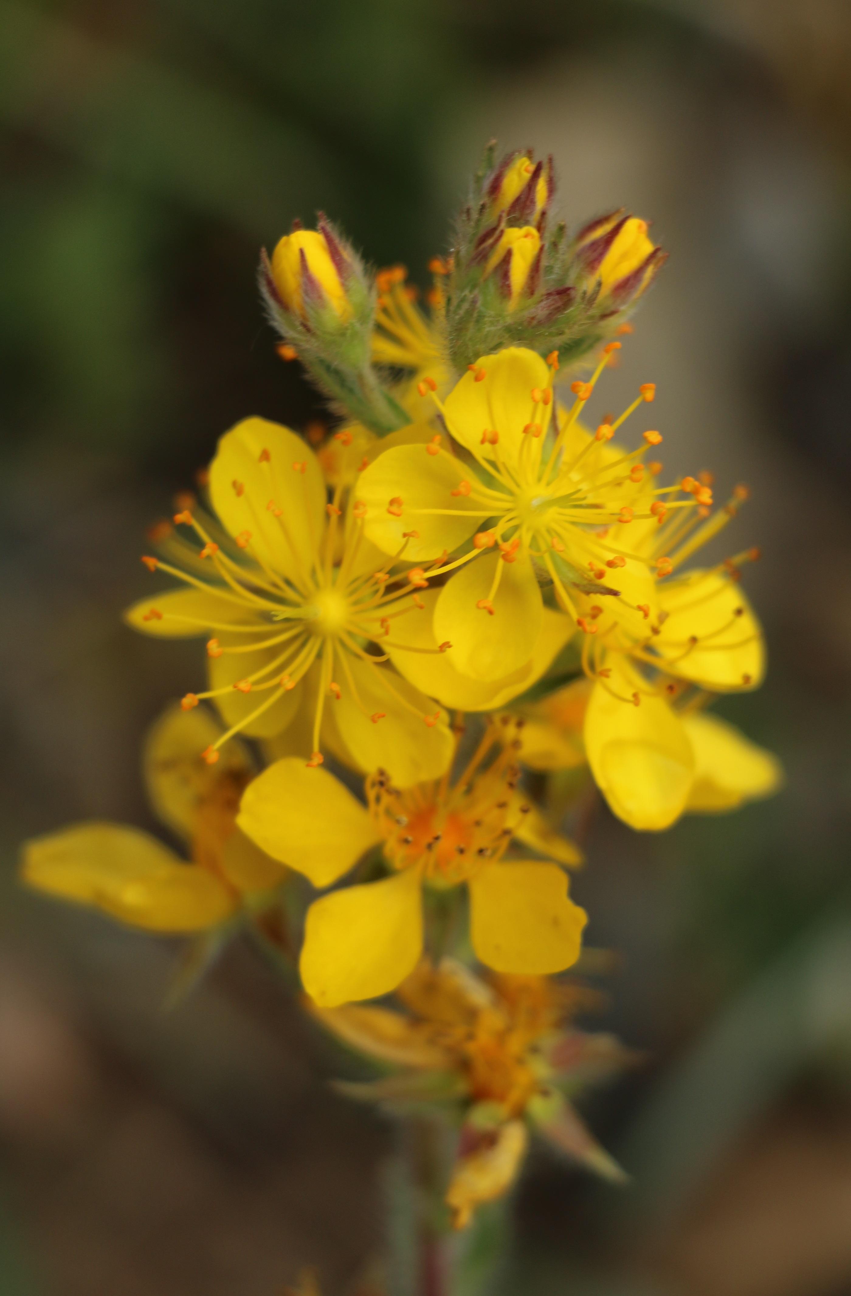 自然足迹横断山区植物小记十二蔷薇科伞形科
