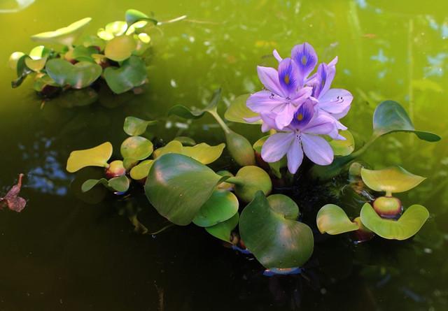 植物水(植物水道)