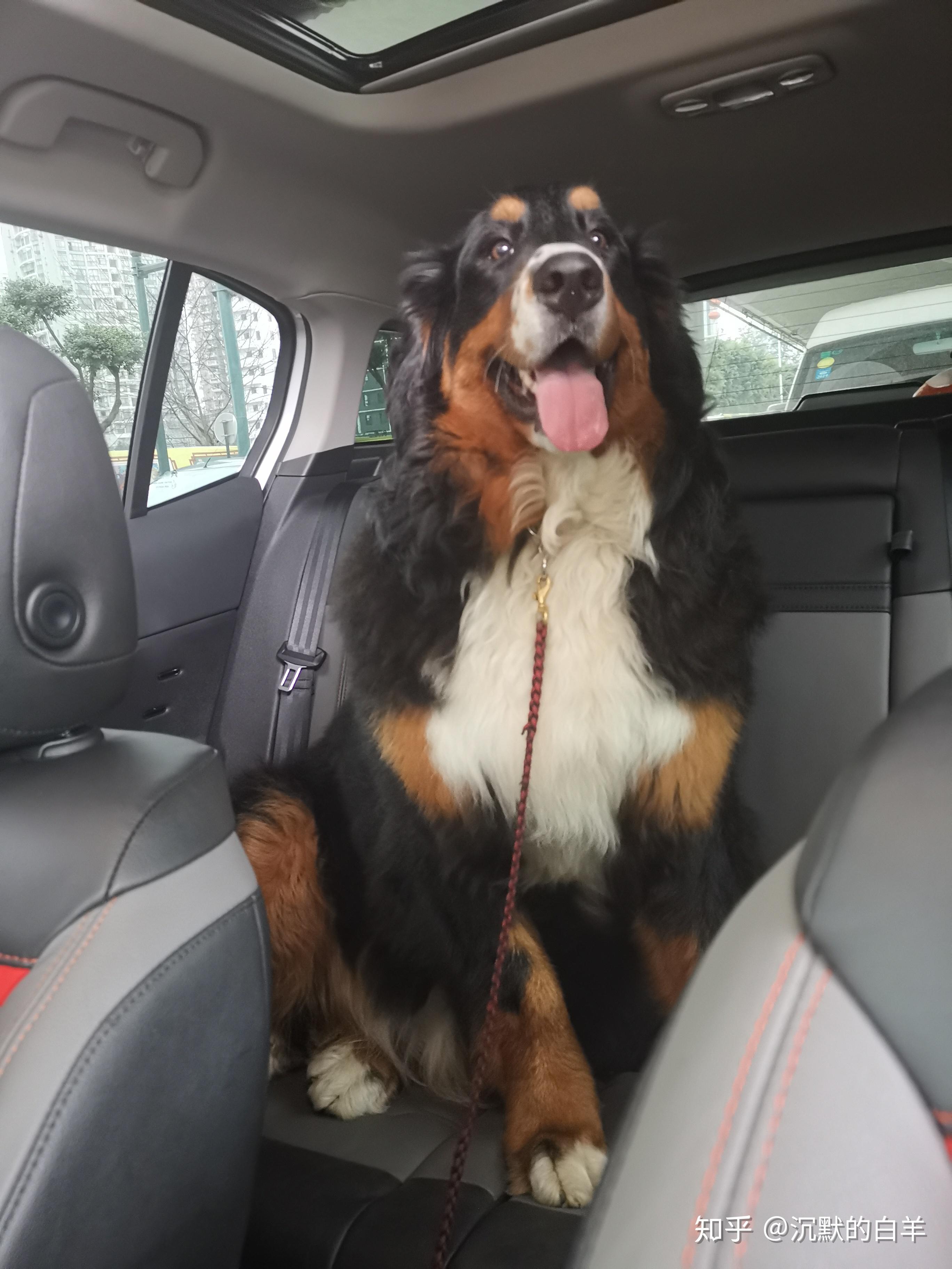 黑脸伯恩山crius