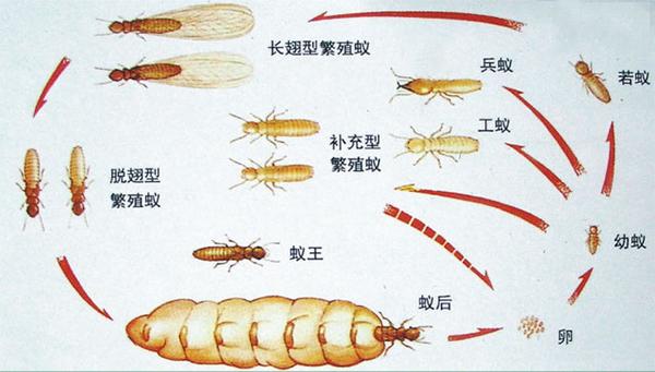 家里发现白蚁怎么处理 知乎