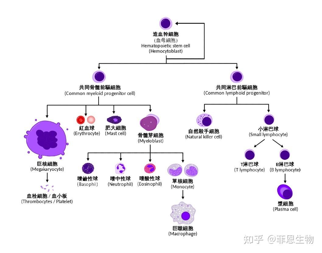巨噬细胞极化标志物 - 知乎