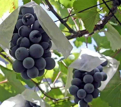 长野紫葡萄苗_长野紫葡萄苗品种简介 - 知乎