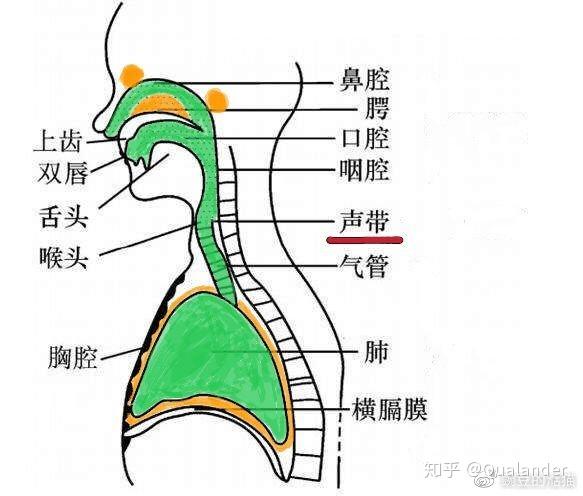 1声带位置已标明