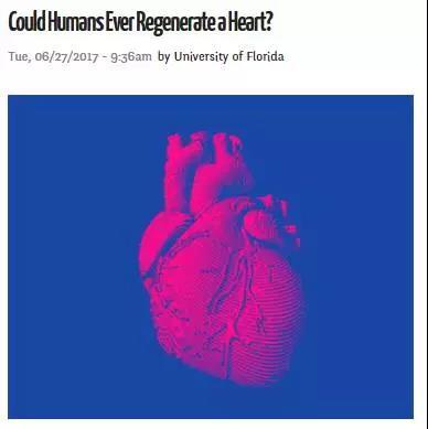 Pnas 人类能再生一个心脏吗 一项新研究提供新思路 知乎