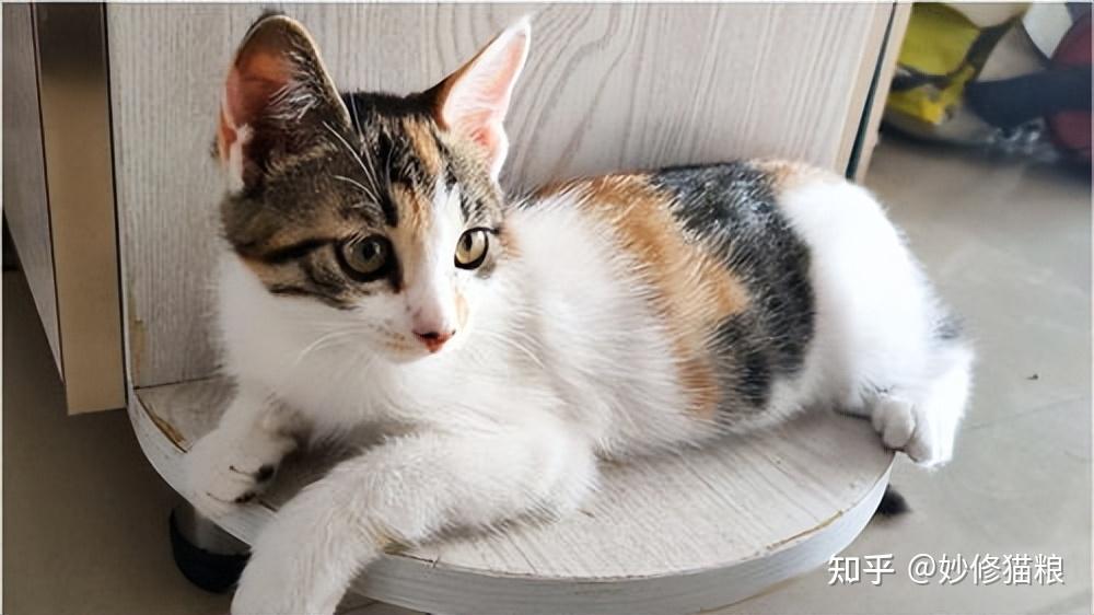 三花猫为什么是猫界“美女”?竟然有这些真相! - 知乎