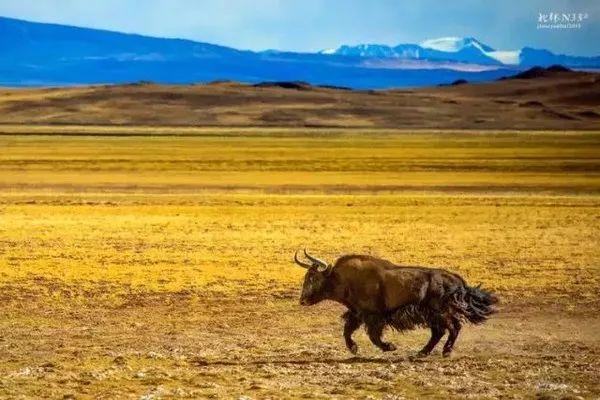 艽野,意为荒远之地.