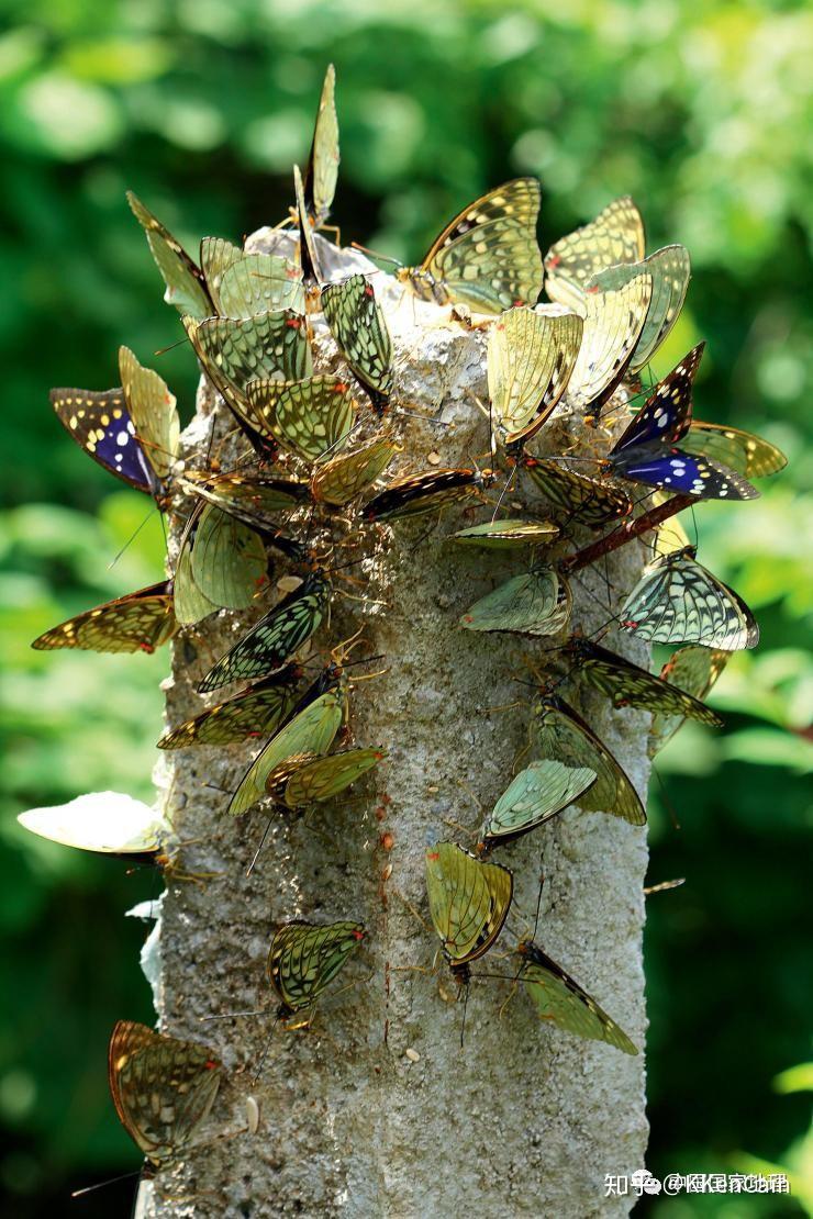 日本国蝶大紫蛱蝶的厄运