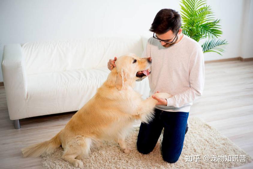 如何让你的狗狗成为"神犬奇兵"?