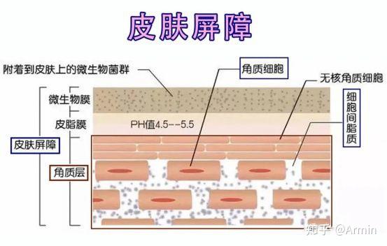 角质层屏障 - 知乎