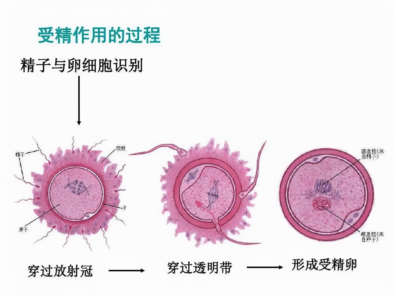 真人示范“生娃”！“自由体位”到底是什么分娩姿势？_深圳新闻网