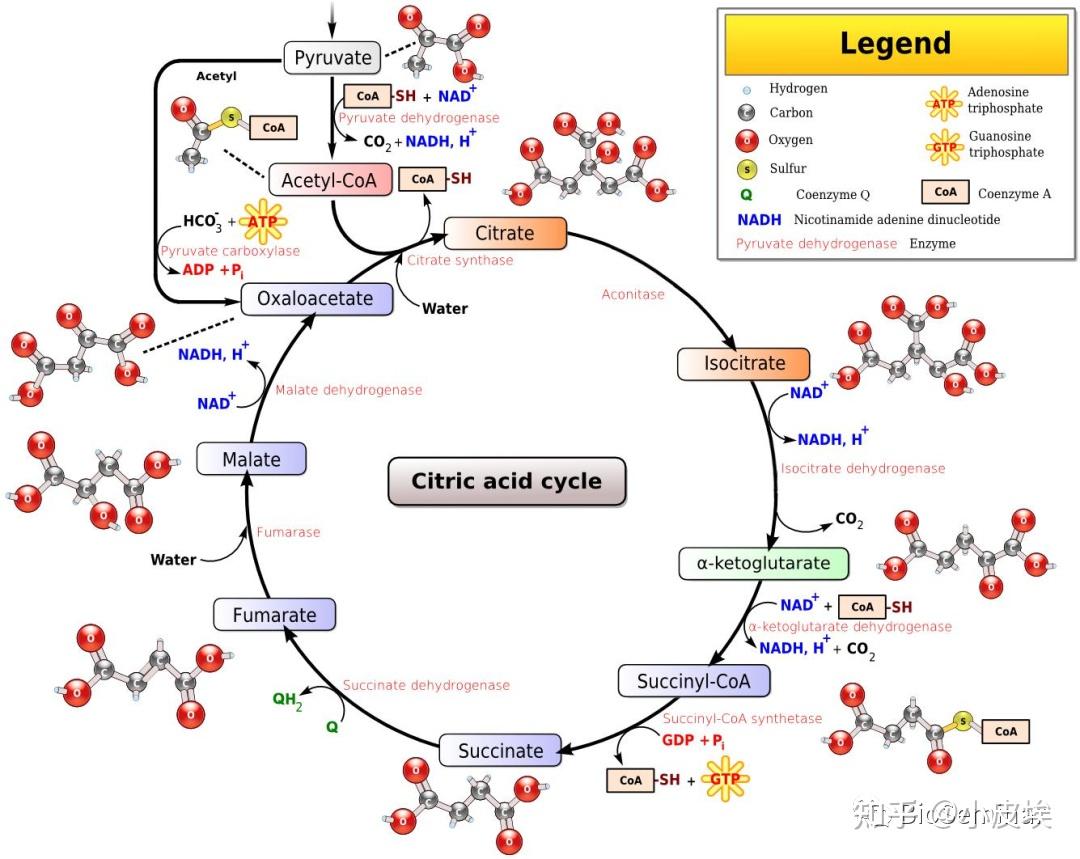 Cell Metabolism | 细胞代谢的分子机制如何做？代谢顶刊CM的这篇文章也许能给你一些灵感 - 知乎