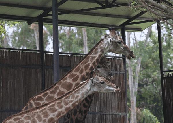 周末go龙凤山庄隐贤山庄香市动物园观音山玩遍整个东莞