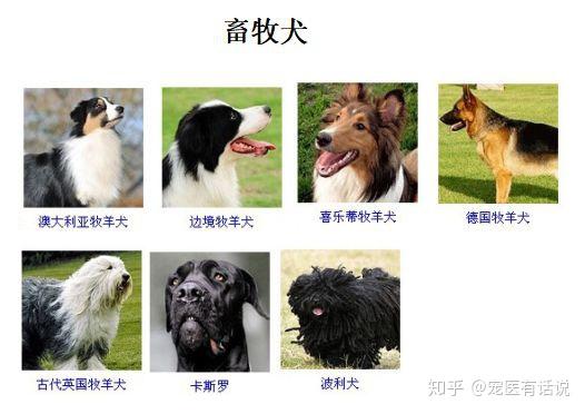 犬品种你知多少？ - 知乎