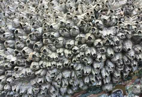 膝盖里长藤壶是种怎样的体验 嘟嘟噜短知乎