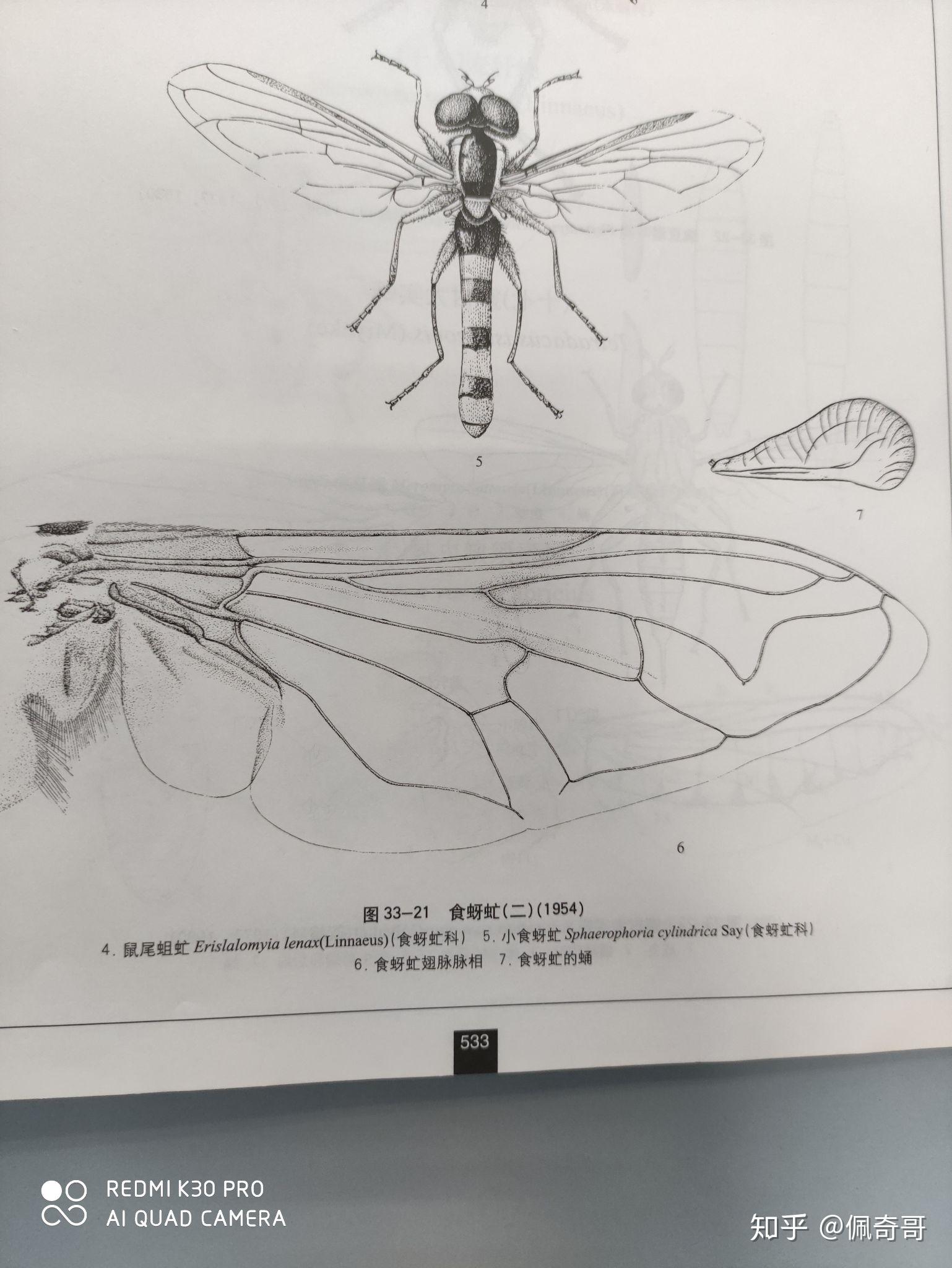 蚜虫结构分析图图片