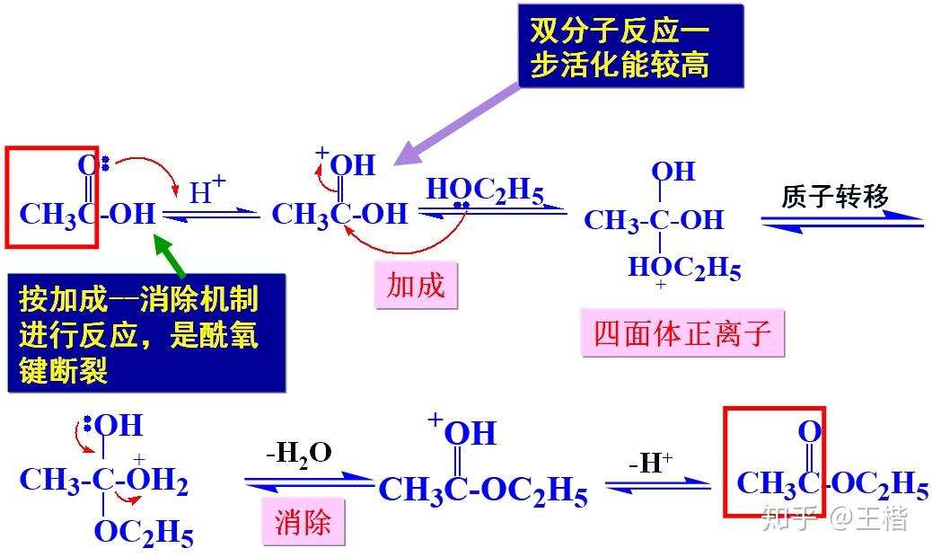 为什么酯基在酸性条件下水解是可逆的