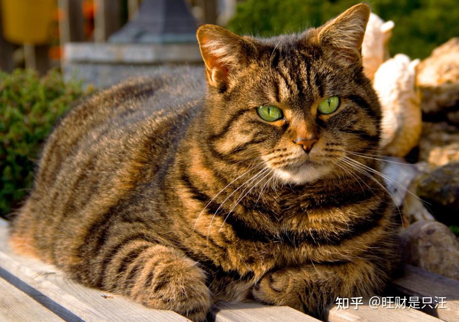 狸花猫和虎斑猫傻傻分不清,看看这5个方面!