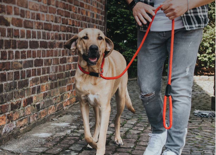 项圈牵引使用的注意事项,养狗星人必看!