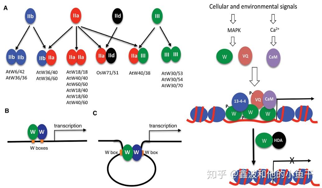 浅谈转录因子及研究方法以植物wrky家族为例