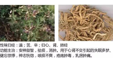 500余种中草药图  第358张