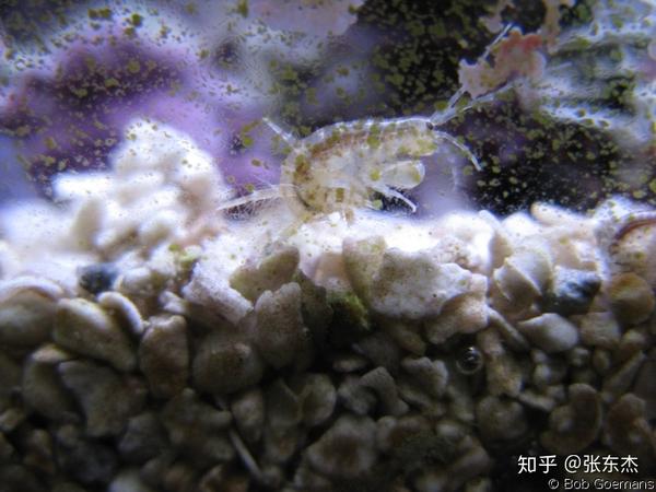 (鱼缸里的扁跳虾)