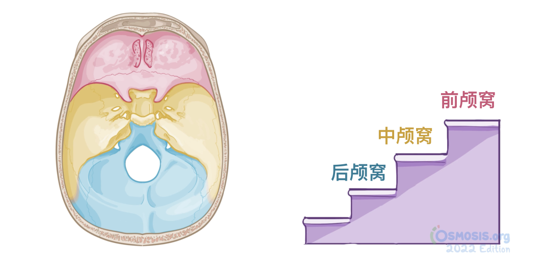 人体解剖学基础：颅底 - 知乎