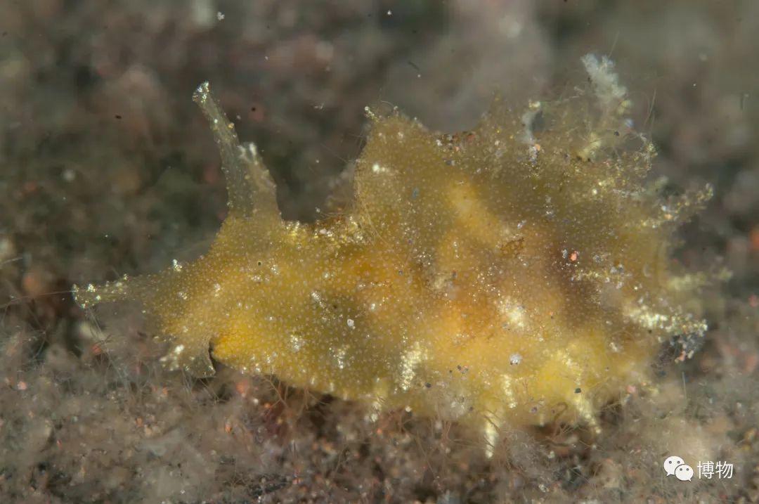 我国养殖的海兔多为"蓝斑背肛海兔",这是和它同属的另一种海兔.