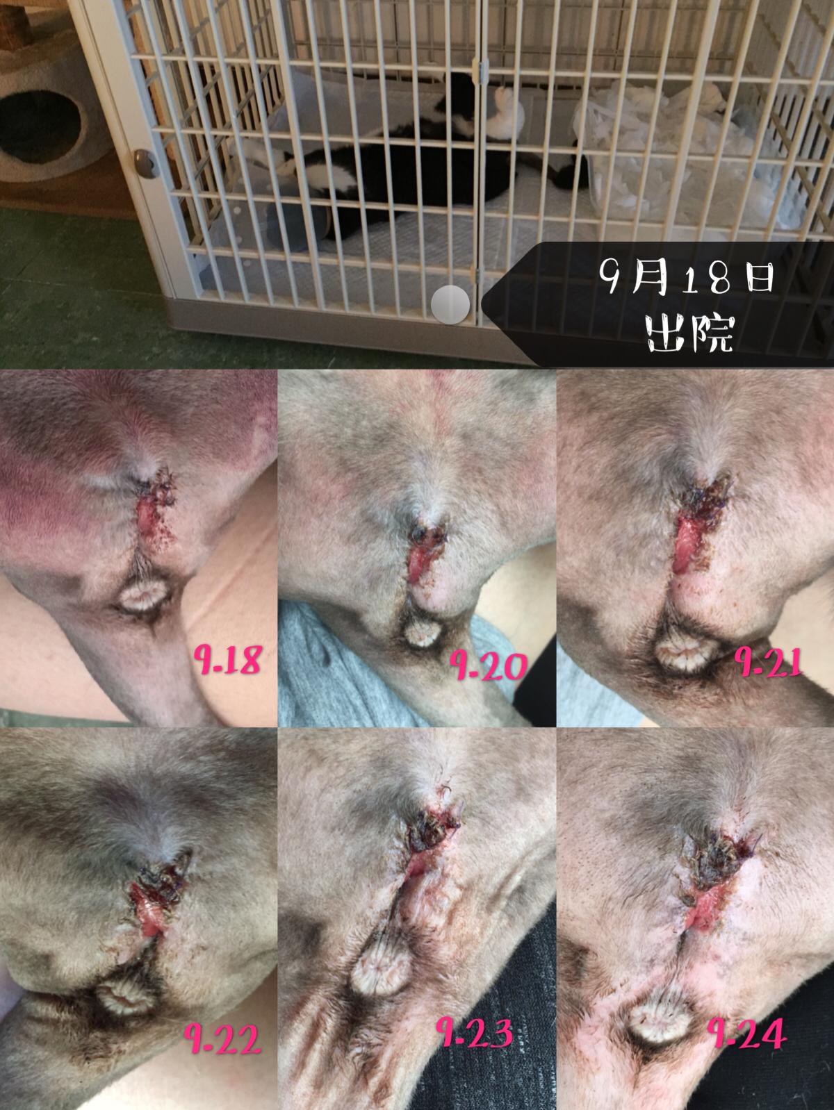 关于公猫膀胱炎及尿道造口手术的几点个人经验