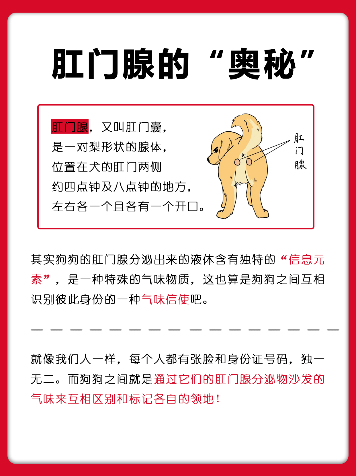 狗狗正常的肛门腺图片图片