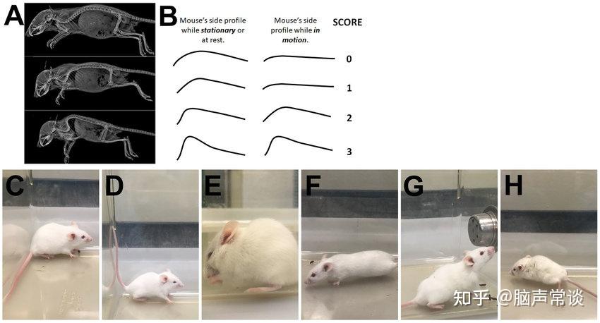 Hunched Lab Mouse 脑声常谈:动物模型与评估丨浅析小鼠驼背行为评估(hunchback) - 知乎