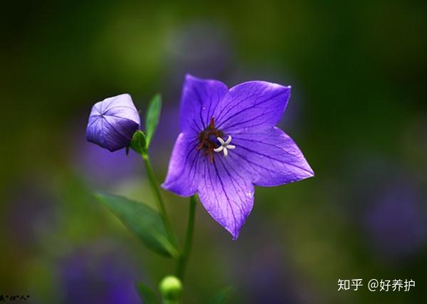 什么花会给你带来幸运 附 12星座的幸运花 知乎