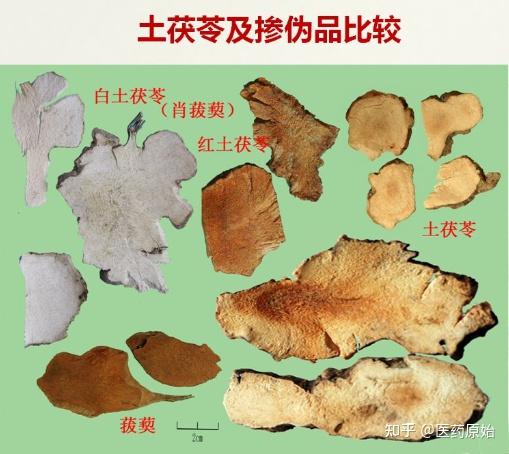 带你识别土茯苓 - 知乎
