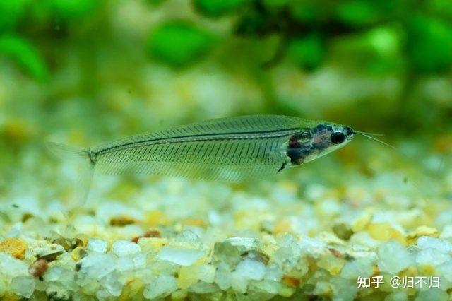 常见观赏水族之玻璃猫鱼 - 知乎