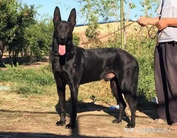 养狗,推荐你养“黑狼犬”,养过的都说好! - 知乎