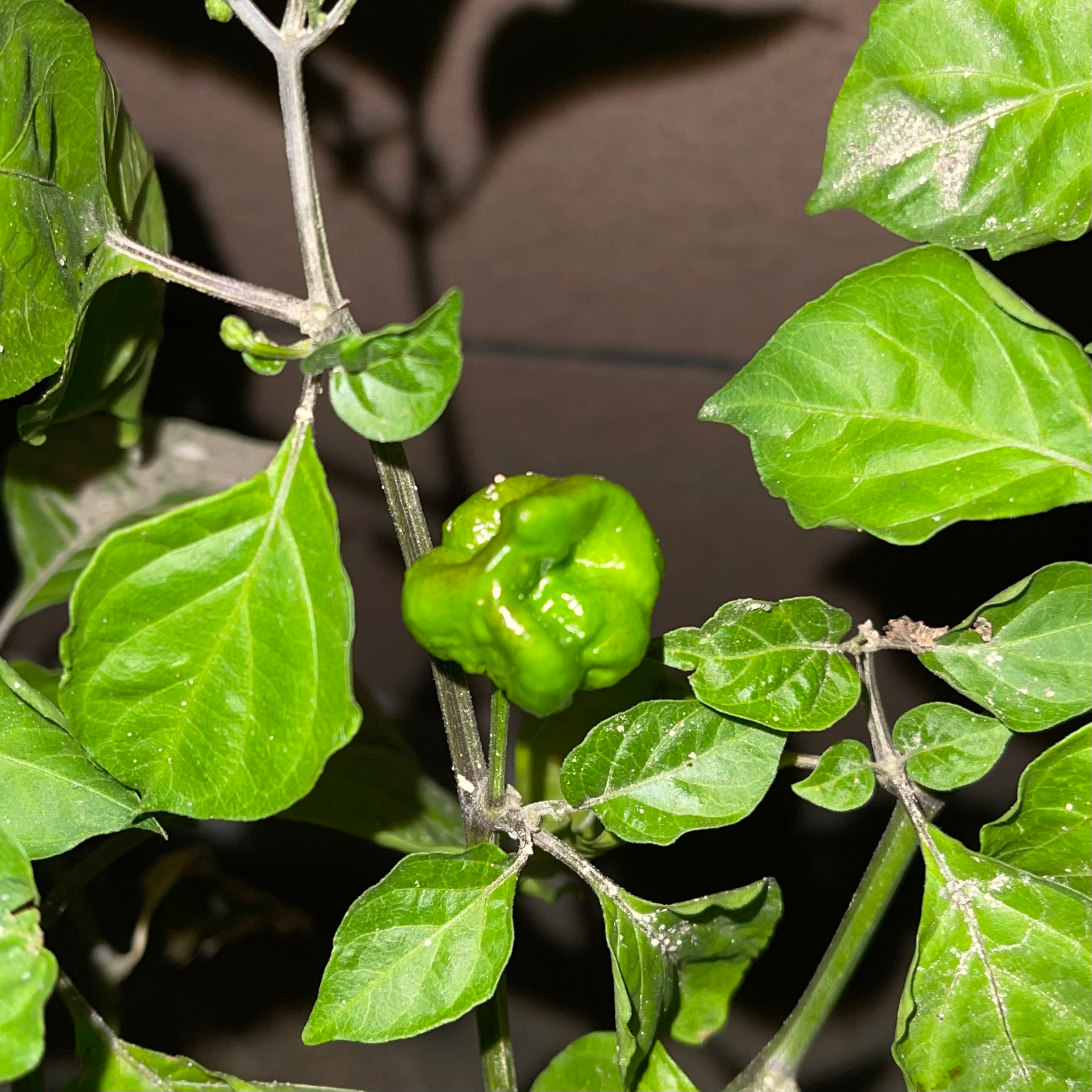 今年的龙息辣椒结了好多果