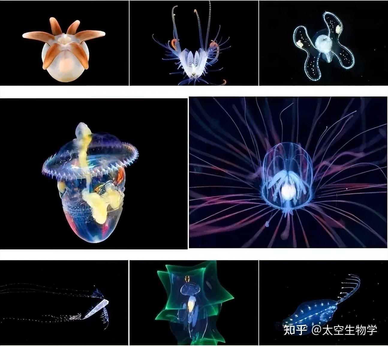 自然界生物进化的必然之路——植物自主发光 - 知乎
