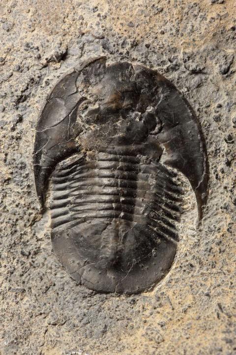 常见古生物化石 知乎