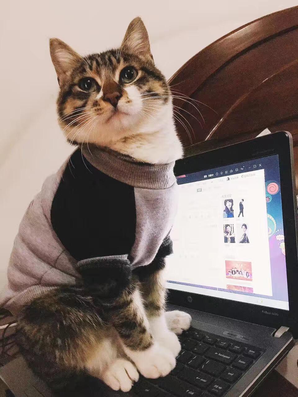 养田园猫就这么被人看不起吗? - rhetoric 的回答