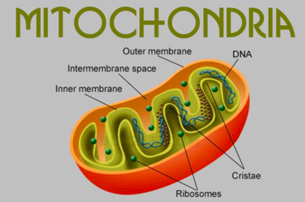 染色体的故事——线粒体DNA - 知乎