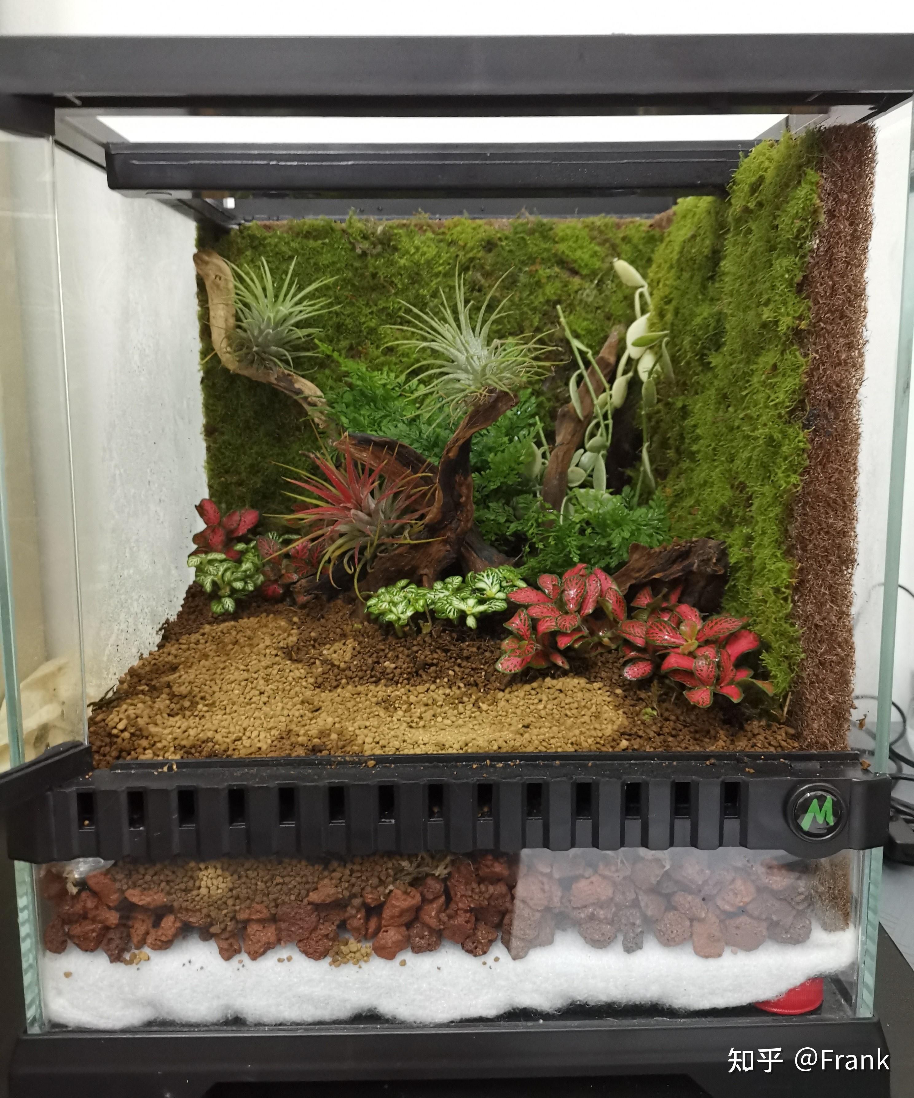 宿舍桌面迷你雨林缸制作