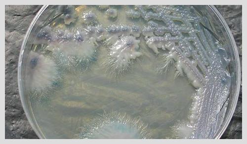 全球技巧菌 v2-3d210e21a36bdb8f3df0cade652db196_r.jpg