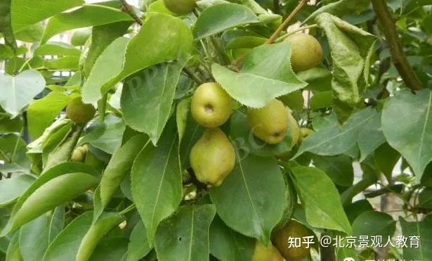 【景观人植物理论系列】华南地区常用落叶乔灌木总结 - 知乎